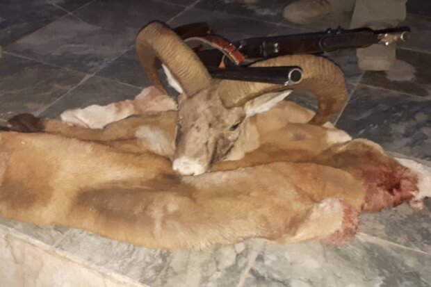 دستگیری شکارچی یک رأس قوچ وحشی در پناهگاه حیات وحش سفید کوه ازنا