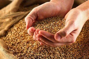 معاون مرکز تحقیقات کشاورزی و منابع طبیعی لرستان خبر داد: تولید ۱۵۰ تن بذر گندم برای مصرف کشاورزان لرستانی