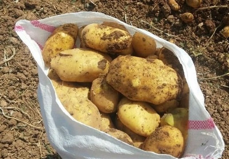 سرمایه‌ای که توسط کشاورزان غیربومی به باد می‌رود / تاراج آب شهرستان سلسله با کشت بی‌رویه سیب‌زمینی