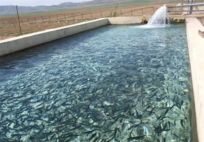 مدیرکل شیلات استان لرستان: سالانه ۳۰ هزار تن انواع آبزیان در لرستان تولید می‌شود