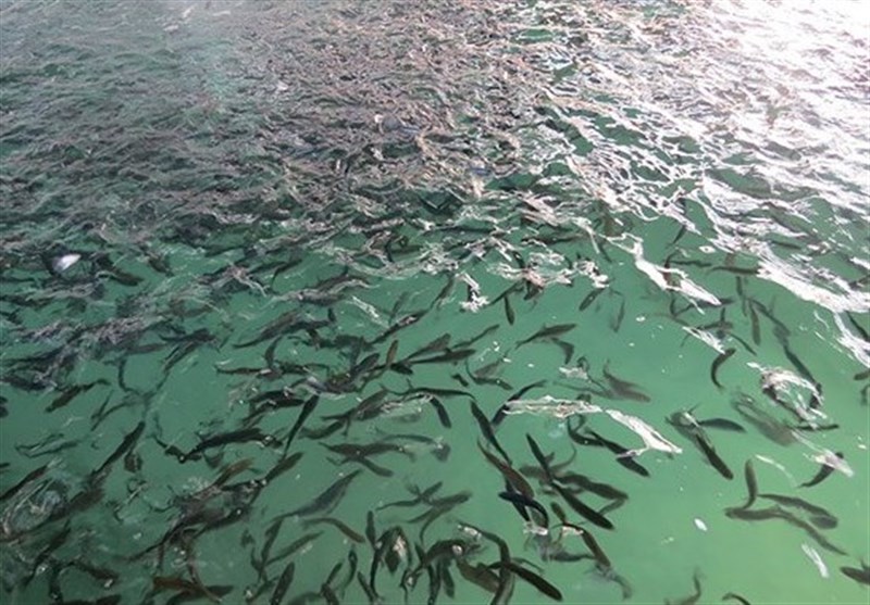 سالانه ۴۵ میلیون قطعه بچه ماهی در شهرستان سلسله تولید می‌شود