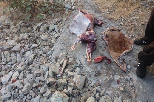 درگیری مسلحانه شکارچیان بز کوهی با محیط‌بانان در شهرستان «سلسله»