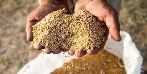 نرخ پایین خرید تضمینی گندم؛ سیاستی بر خلاف خودکفایی