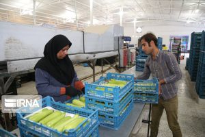 سلسله رتبه نخست جذب تسهیلات اشتغال روستایی را در لرستان دارد