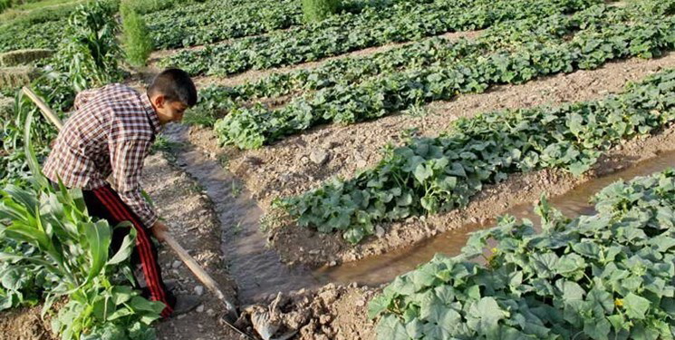 جولان کشاورزان مهاجر در اراضی کشاورزی لرستان/ مرگ تدریجی منابع در سایه بی‌قانونی
