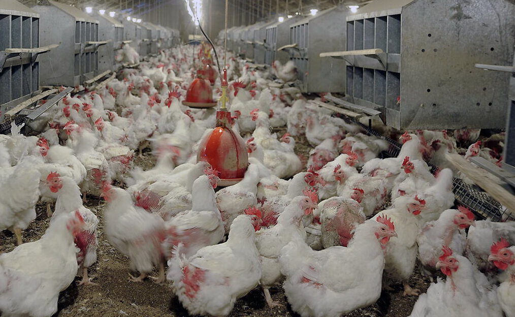 بیش از ۳۲ تن مرغ قاچاق در سلسله کشف شد