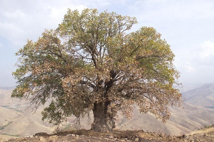 ۲ درخت کهنسال سلسله ثبت ملی شدند