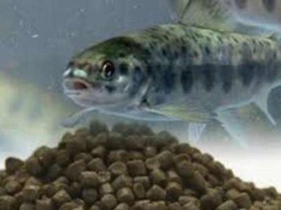 ۲۵ تن خوراک ماهی قاچاق در الیگودرز کشف شد