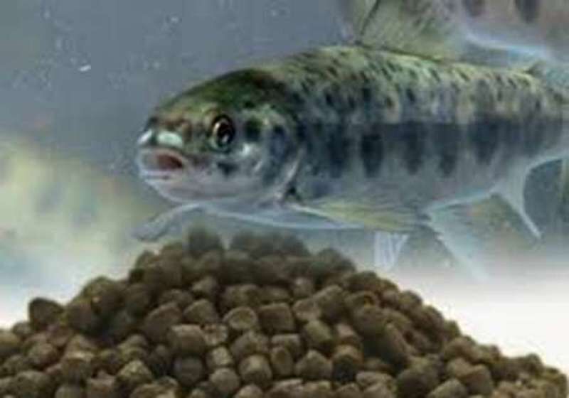 ۲۵ تن خوراک ماهی قاچاق در الیگودرز کشف شد
