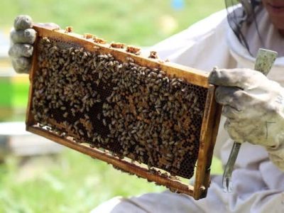 جای خالی زنبورداران لرستانی در سبد بیمه