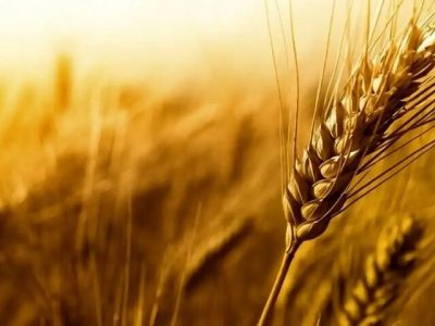 خرید ۱۴۰ هزار تن گندم از کشاورزان لرستانی