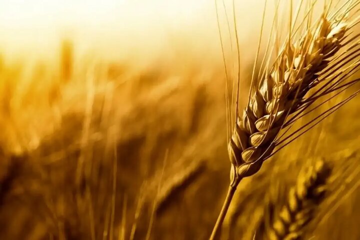 خرید ۱۴۰ هزار تن گندم از کشاورزان لرستانی