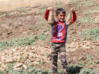 برداشت پاییزی چغندر قند در لرستان؛ پیش‌بینی تولید ۵۷۰ هزار تن