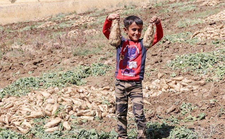 برداشت پاییزی چغندر قند در لرستان؛ پیش‌بینی تولید ۵۷۰ هزار تن