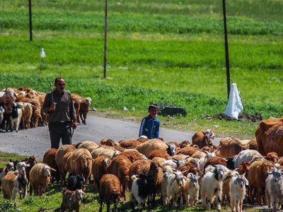 آغاز کوچ پاییزی ۱۱ هزار خانوار عشایری در لرستان/ پلیس‌راه ‌یک هشدار جدی داد