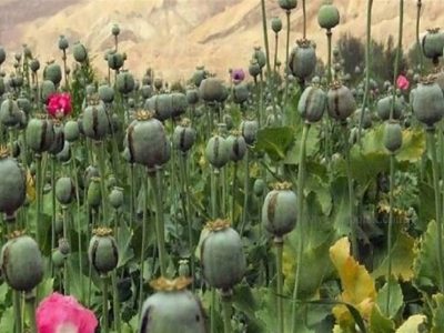 امحای ۱۵ هزار هکتار کشت گیاهان ممنوعه در لرستان/ کشت‌ در مناطق صعب‌العبور!