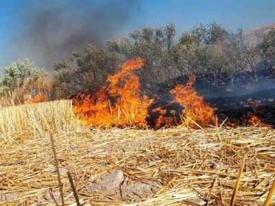 تهدید خطرناک کلش‌سوزی در شالیزارهای لرستان!